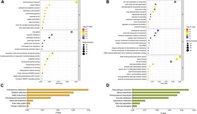 Comparative transcriptome analysis of the mechanism difference in heat stress response between indica rice cultivar “IR64” and japonica cultivar “Koshihikari” at the seedling stage